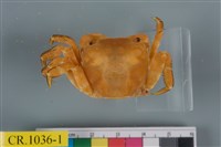 藏品(肉球近方蟹)的圖片